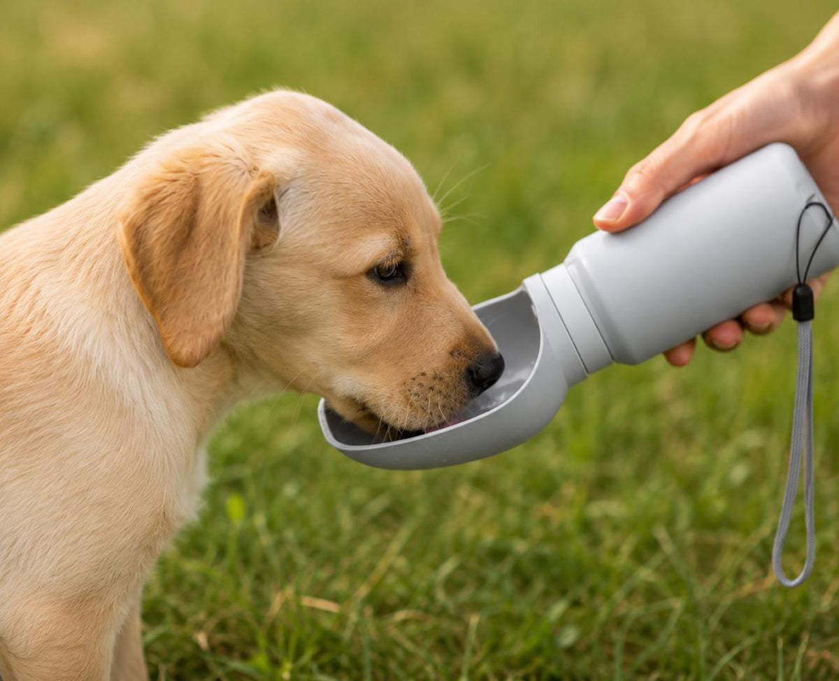 LULA Hydrate™ | Portable Pet Water Bottle